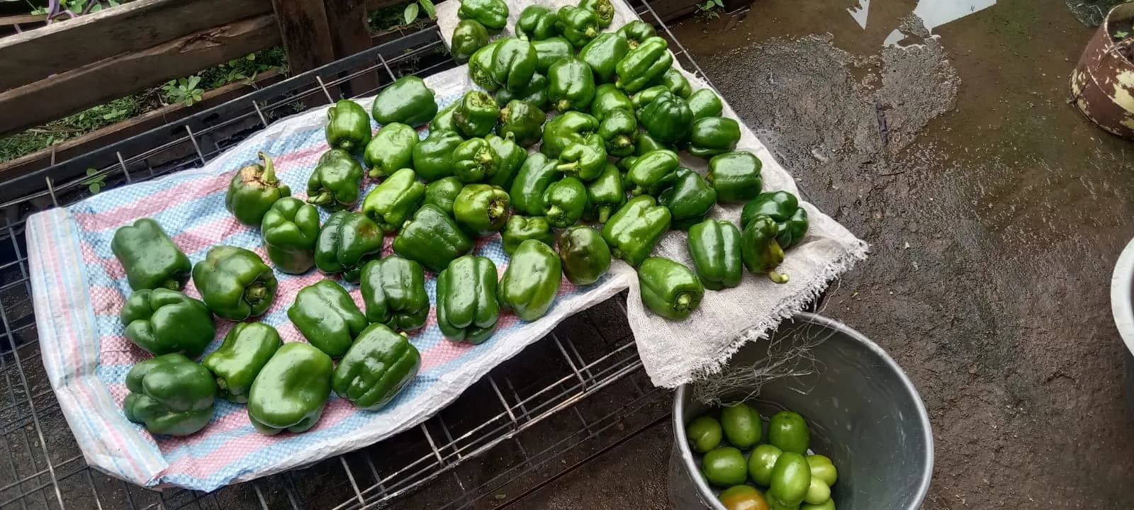 Green capsicum peppers laid out on a sack to dry with a basin of tomatoes alongside