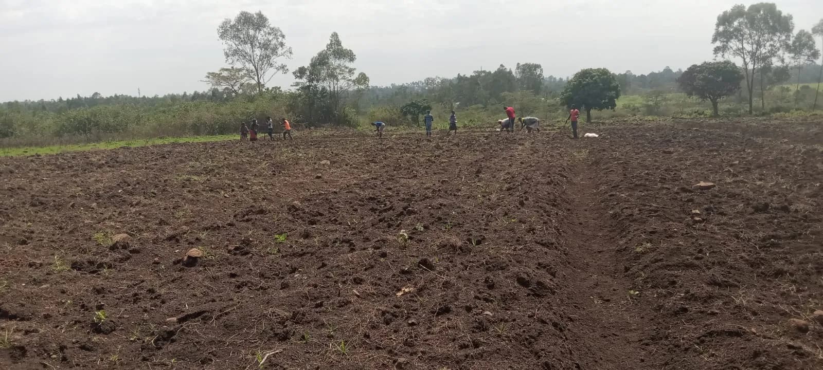 A newly ploughed field with a work team spread along the far edge