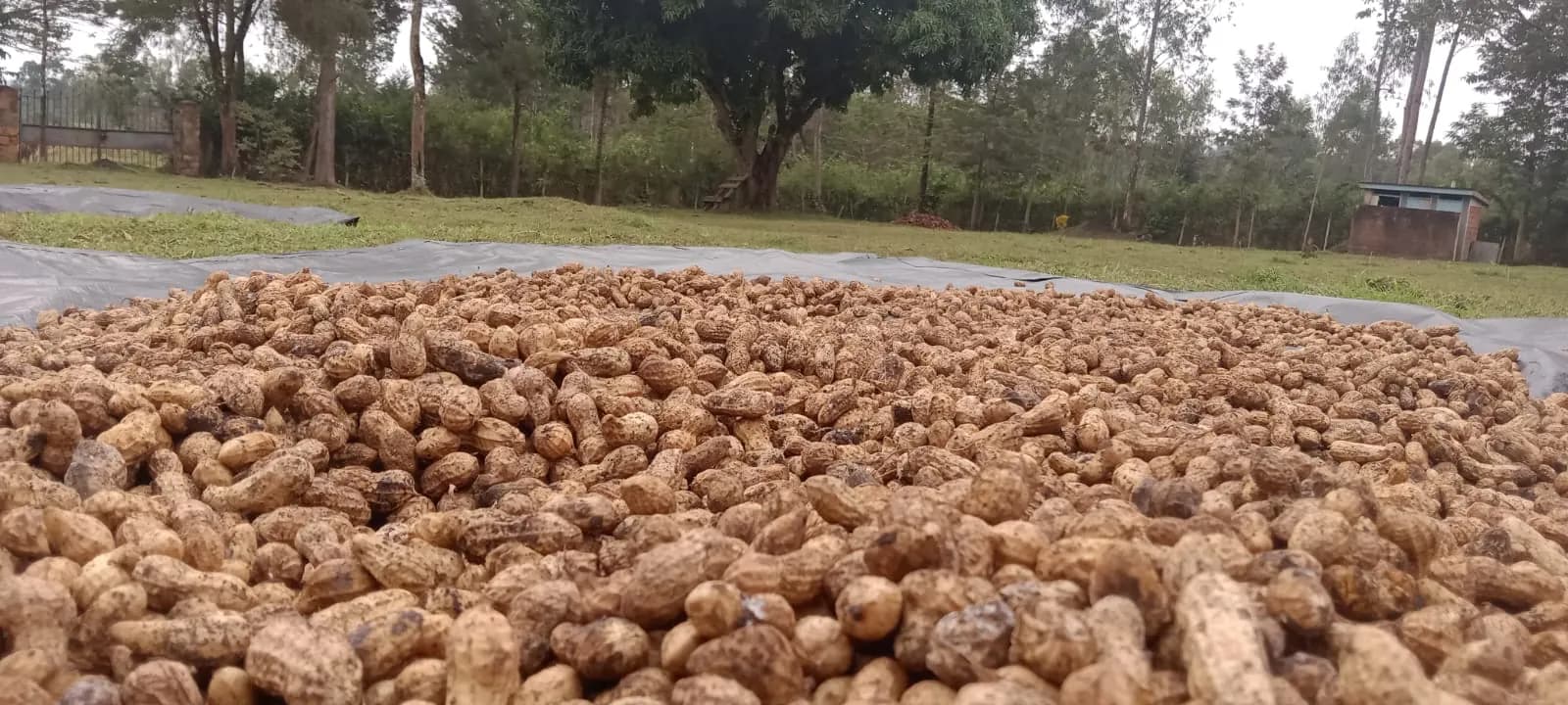 A large spread of groundnuts in their shells drying on a tarpaulin outdoors