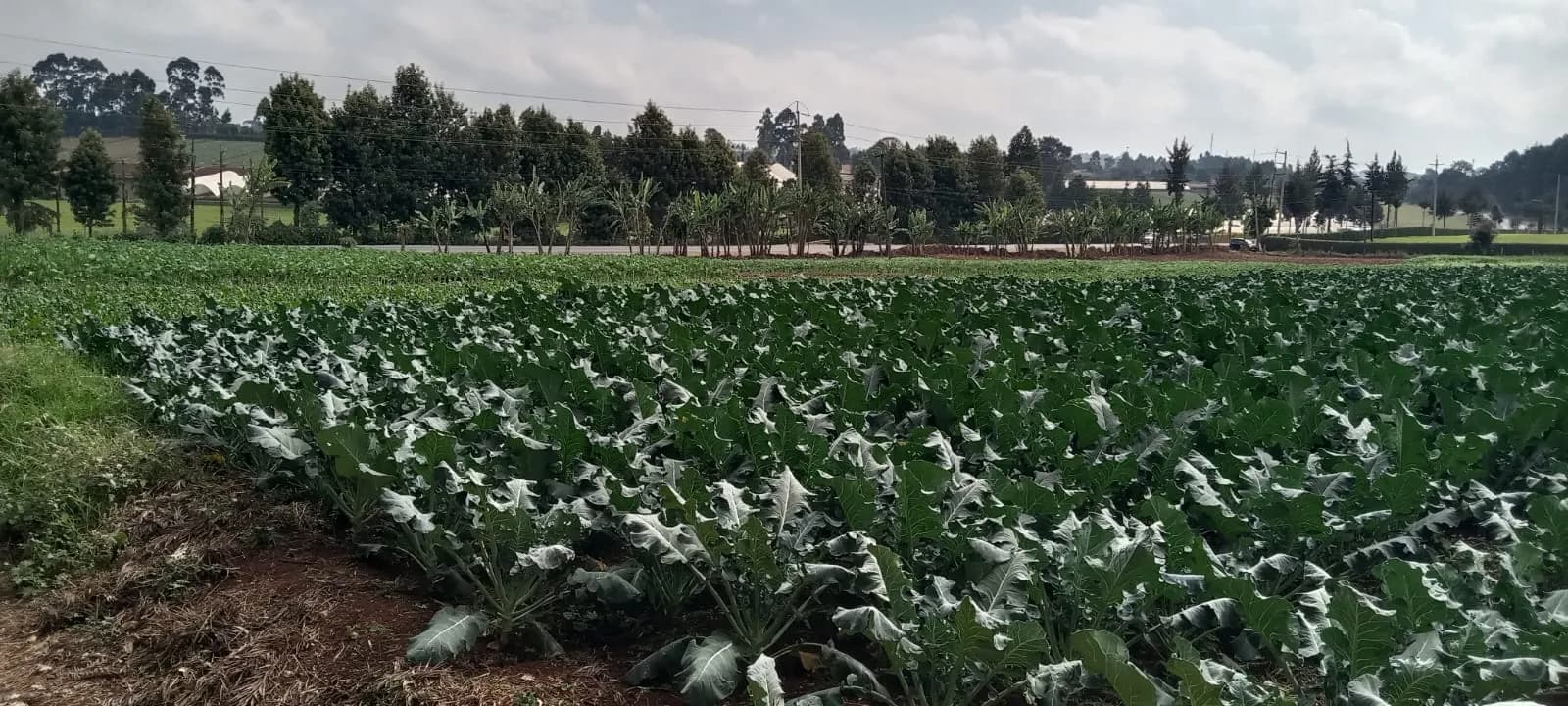 A dense kale crop growing in flat, well-tended rows extending toward a treeline