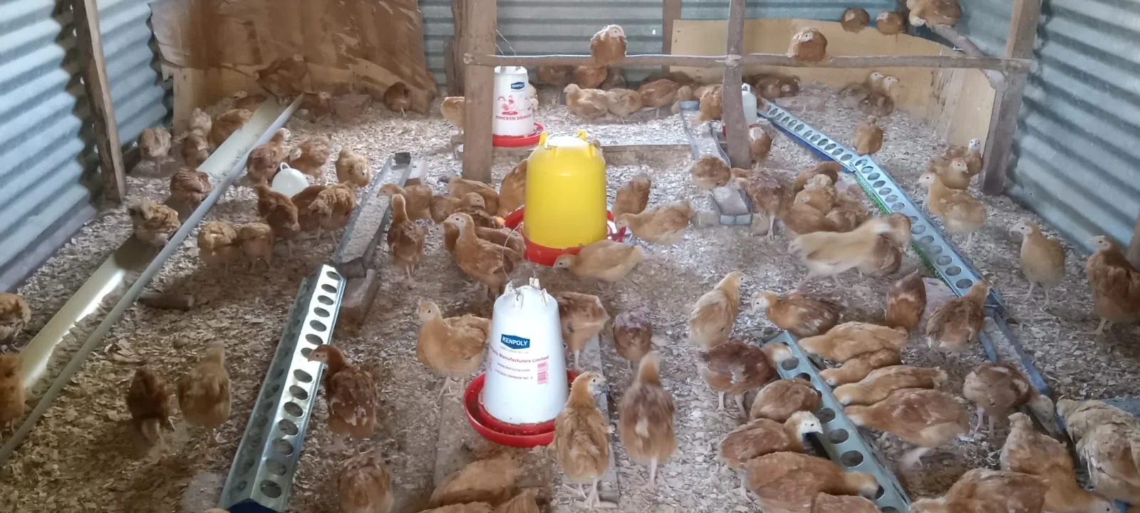 Dozens of young chicks in a brooder house with feeders and drinkers laid out in rows