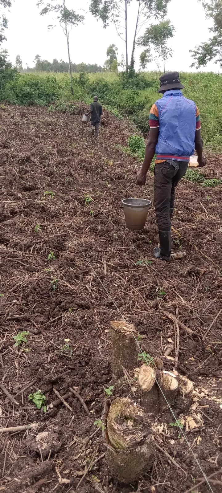 Two people carrying buckets of water along a line of newly planted seedlings on cleared ground beside a river treeline