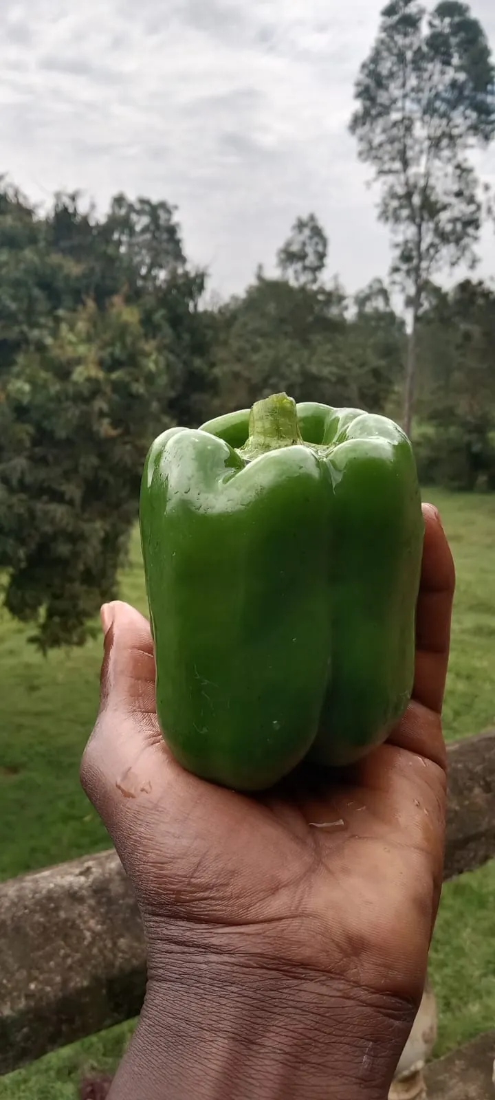 A hand holding a single large green capsicum in front of open grassland