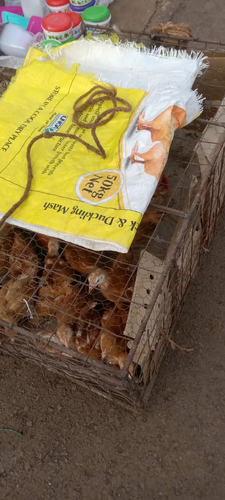 Chicks in a wire transport crate beside a sack of chick and duckling mash