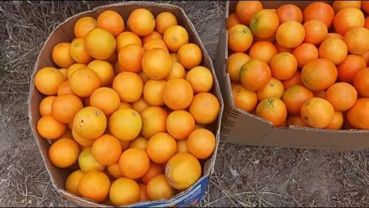 Two cartons filled with freshly picked oranges standing on the ground