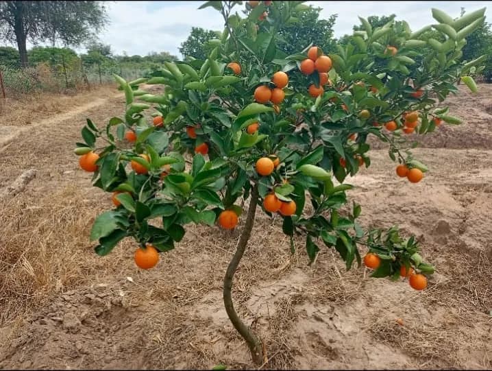 A young orange tree carrying ripe fruit, standing in worked sandy soil