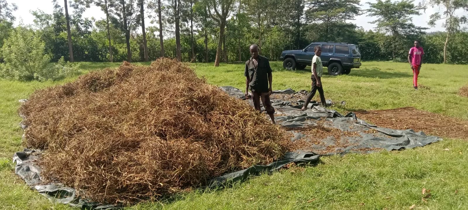 A large stack of dried groundnut haulms on a tarpaulin with people working beside it