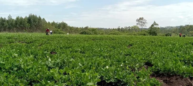 A wide groundnut field in full leaf, with workers spread along the far edge beneath a treeline