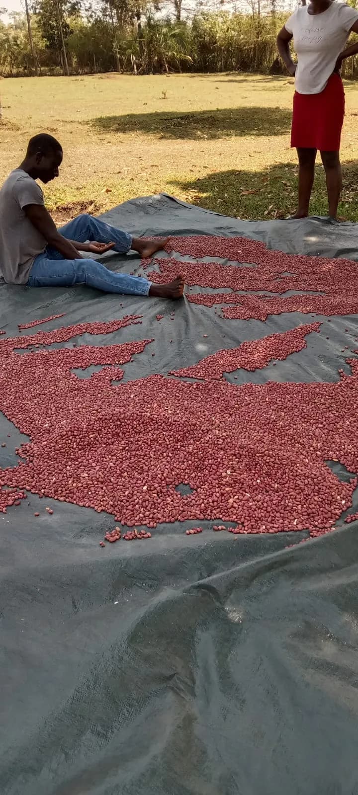 Shelled red-skinned groundnuts spread across a tarpaulin with two people working