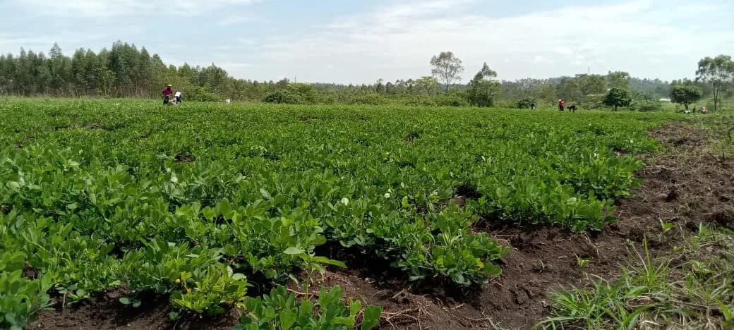 A dense green groundnut crop stretching to a treeline