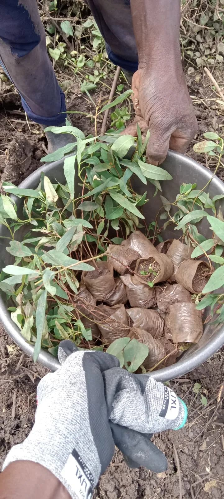 Gloved hands emptying harvested groundnuts into a metal basin