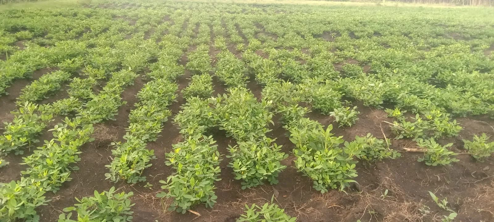 Rows of young groundnut plants in dark soil