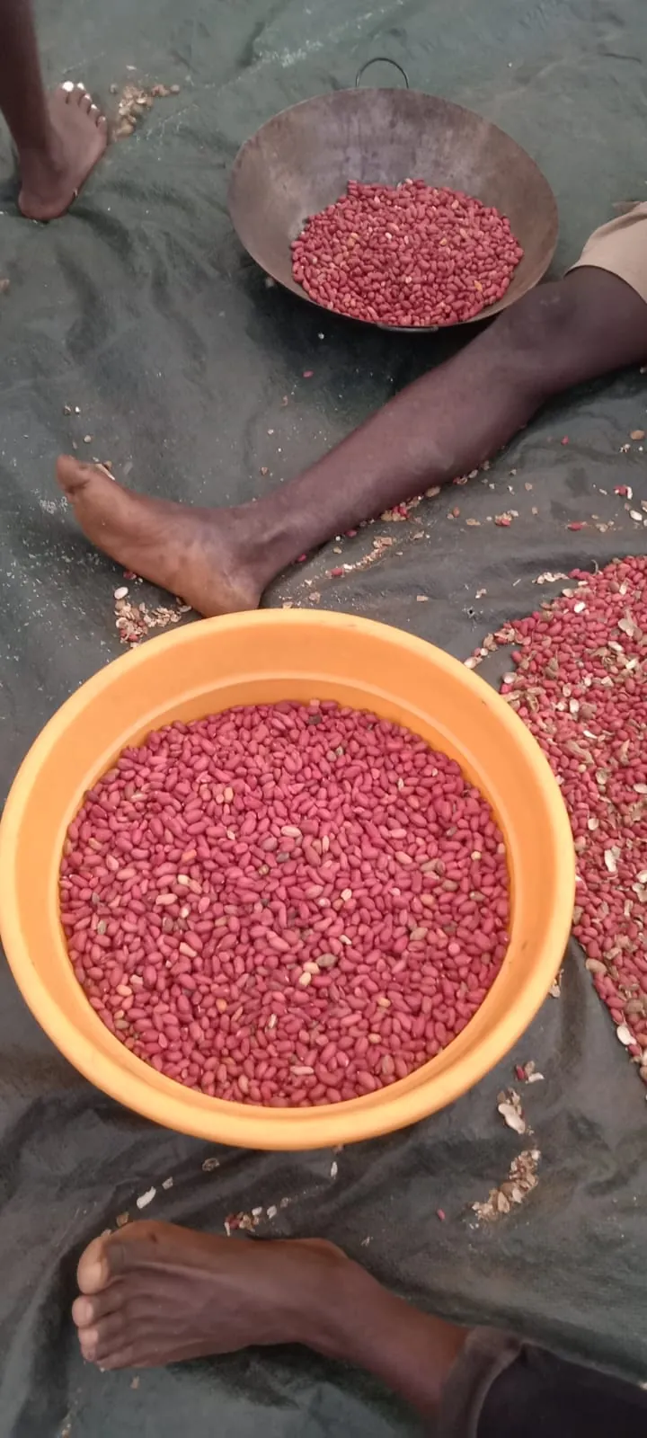Red-skinned groundnut kernels being sorted between a metal pan and a plastic basin