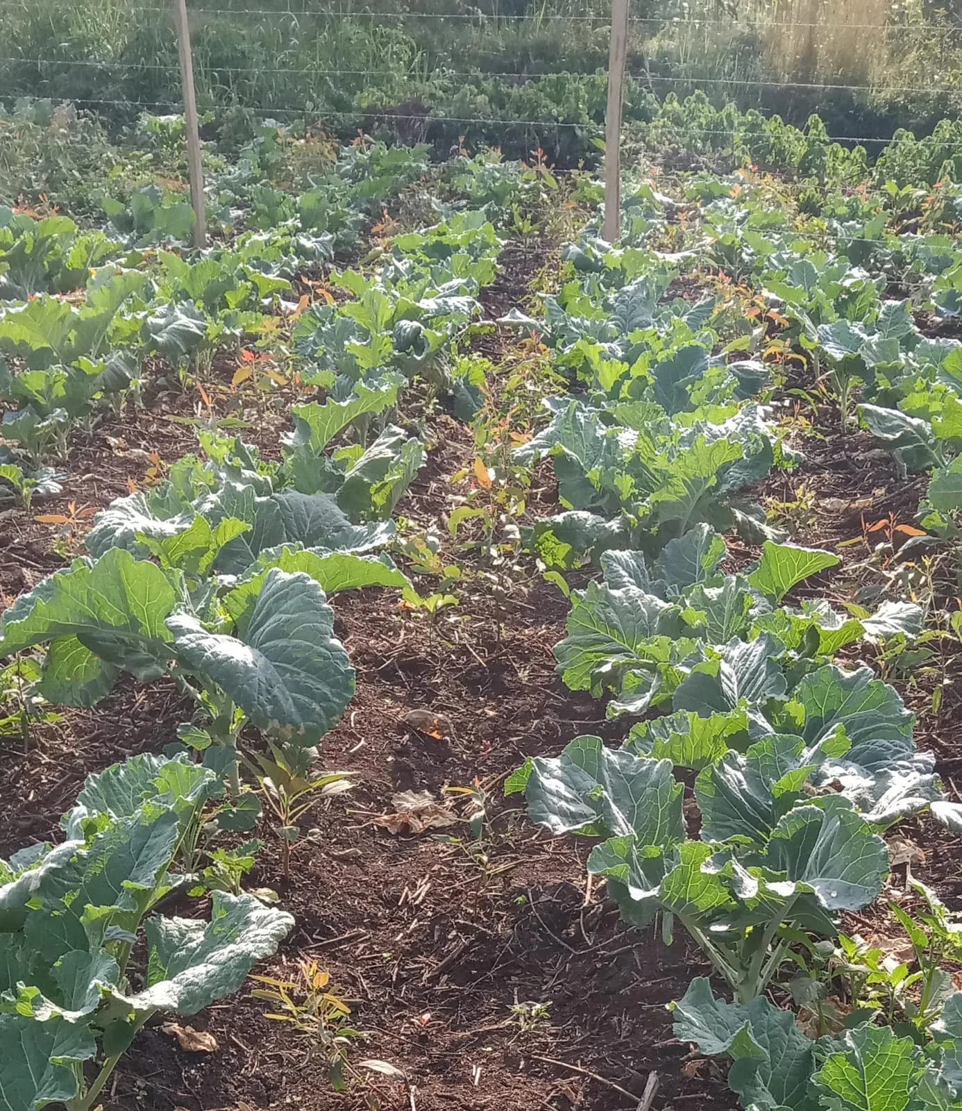 A dense field of mature kale plants in rows