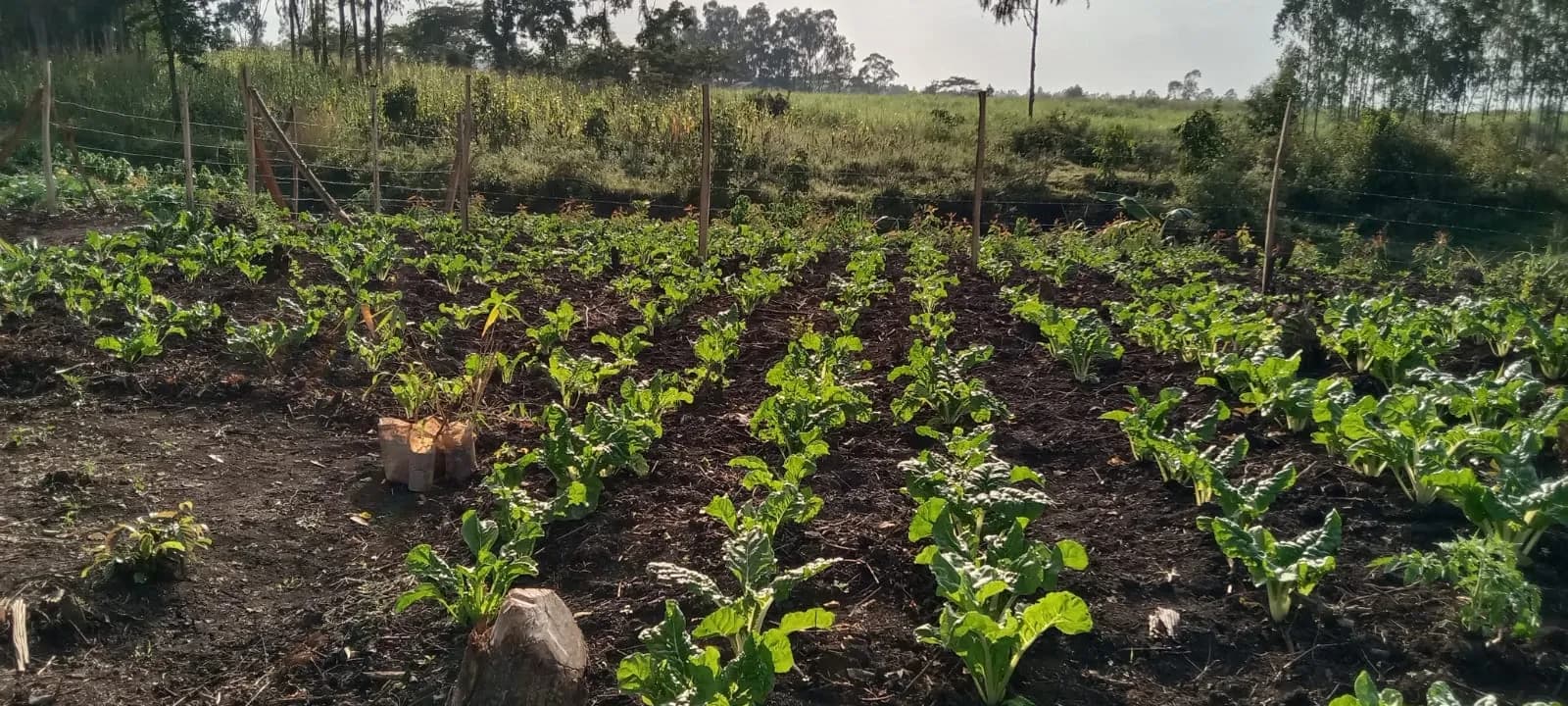 Neat rows of young kale seedlings in dark soil behind a wire fence