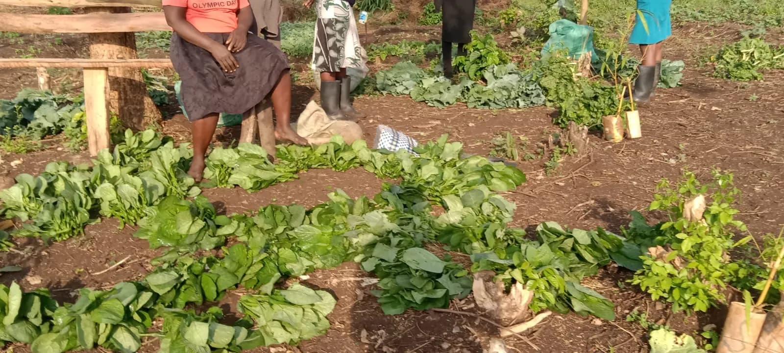 A woman seated beside a household vegetable garden of spinach and kale