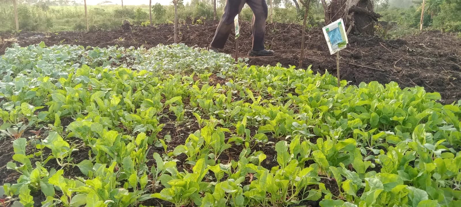 A close view of dense leafy greens growing in rows with a person working behind