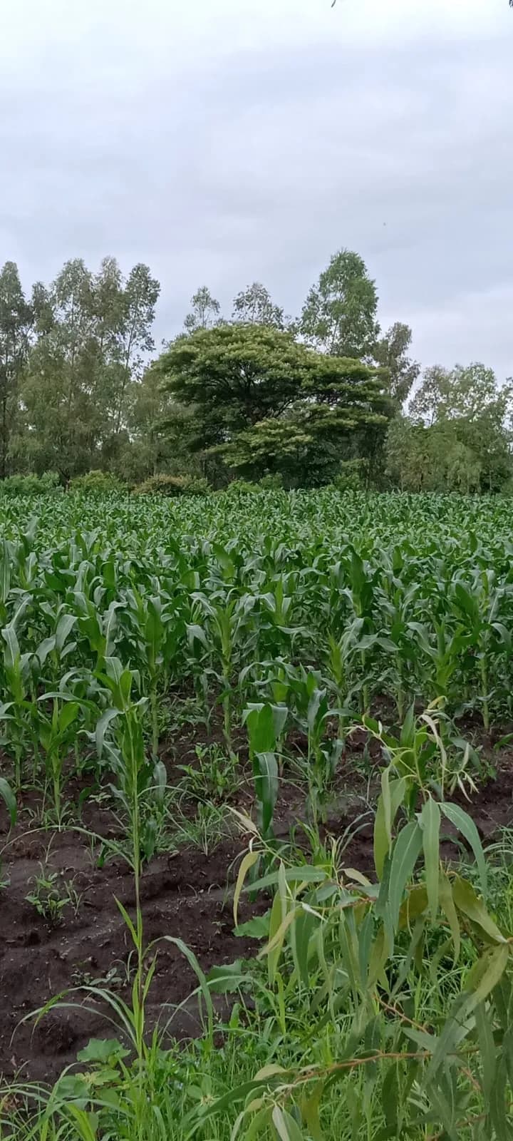 A young maize crop in rows with a large tree on the horizon