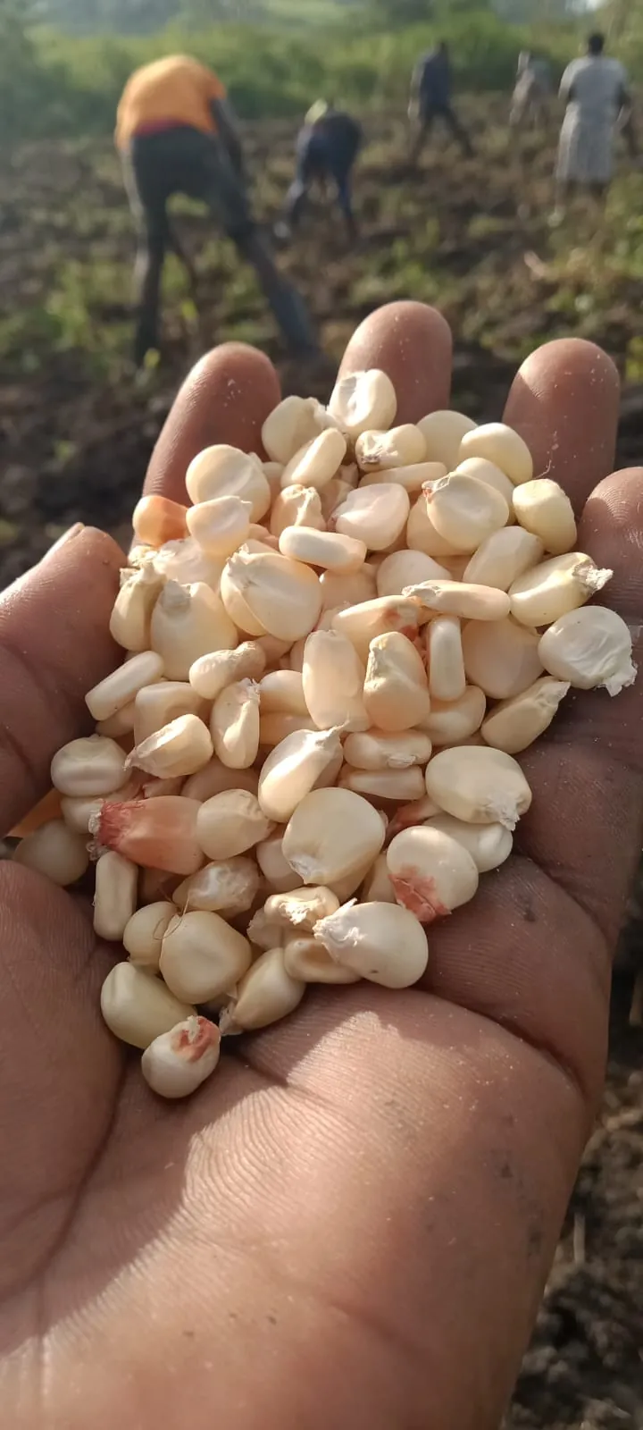 A hand holding white maize seed, with people planting in the field behind