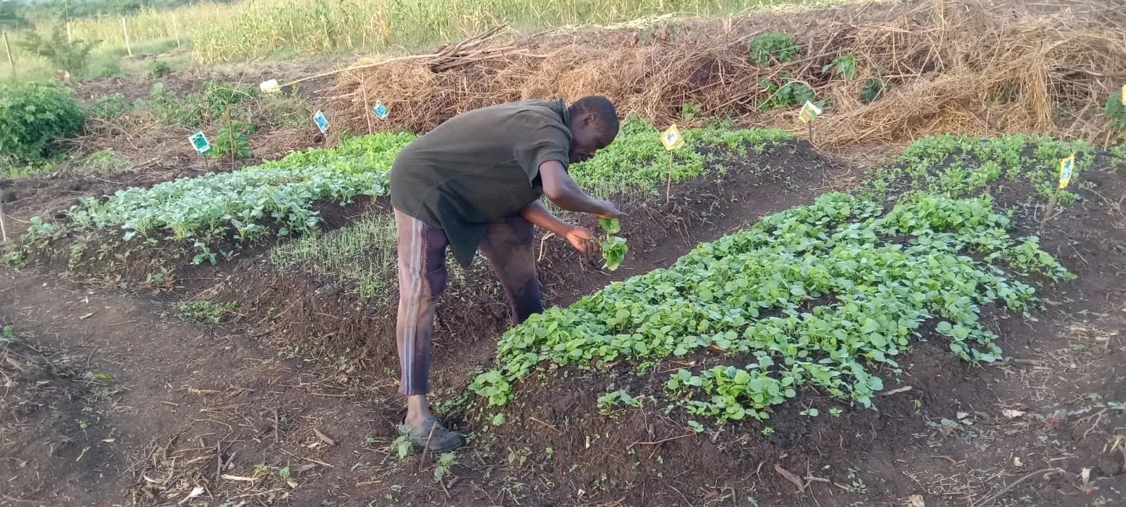 A person tending labelled seedbeds of young vegetable seedlings