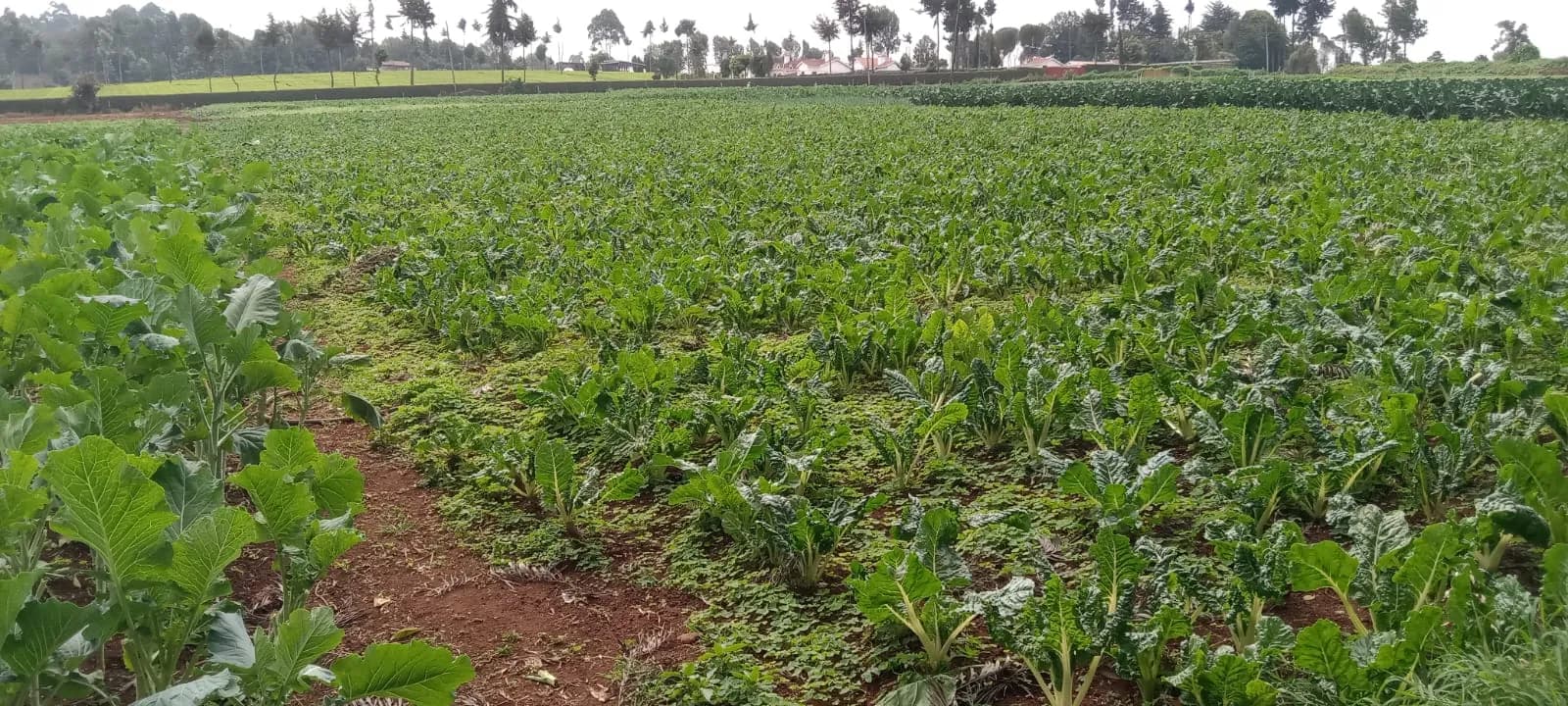 A brassica crop growing in rows with a footpath running through the block