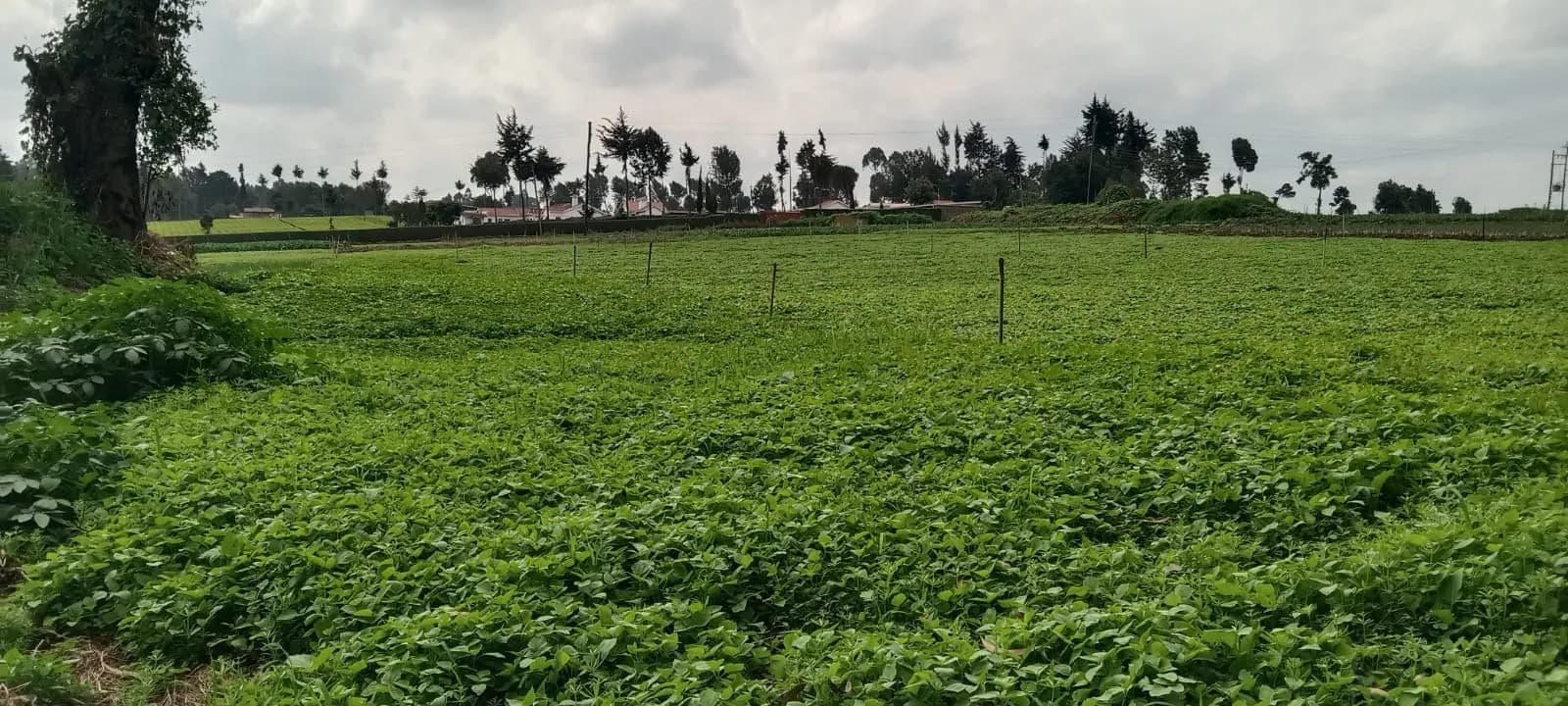 A broad field of low green crop under an overcast sky