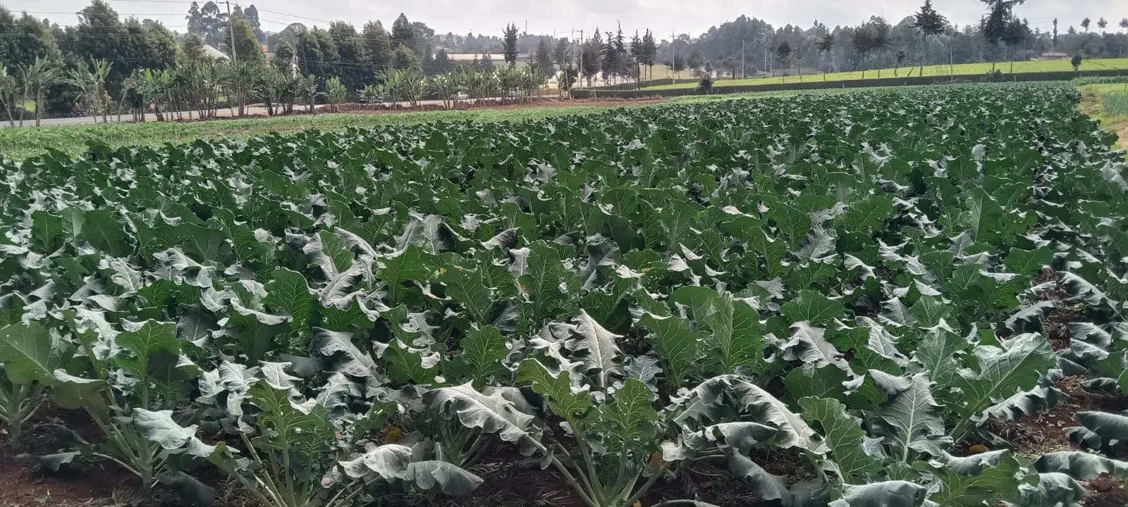 Rows of mature kale plants filling a smallholding to the field edge