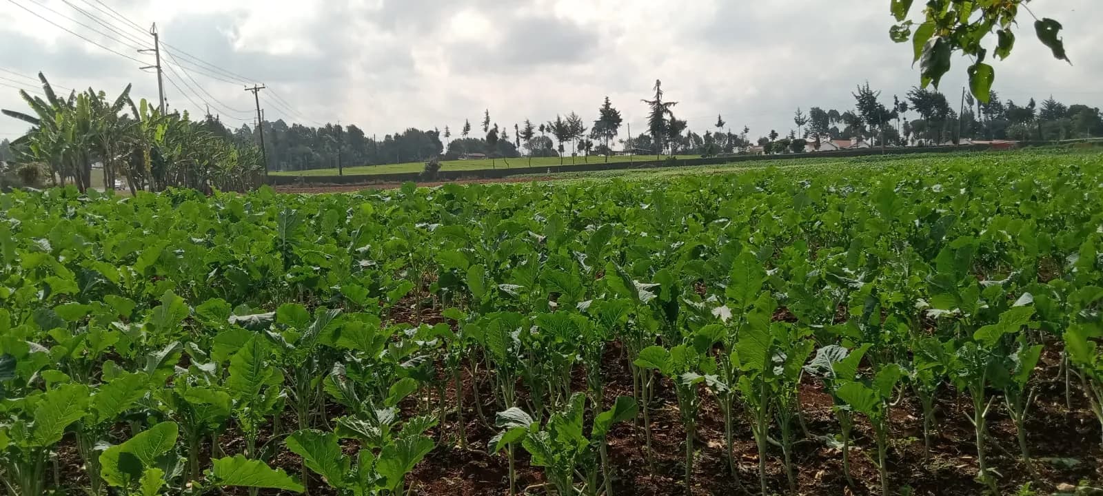 A young leafy crop newly established in rows on dark soil