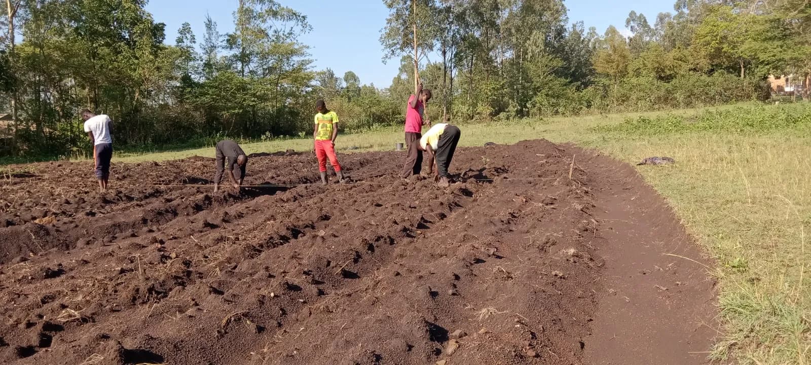 Four people planting along freshly opened ridges in dark soil