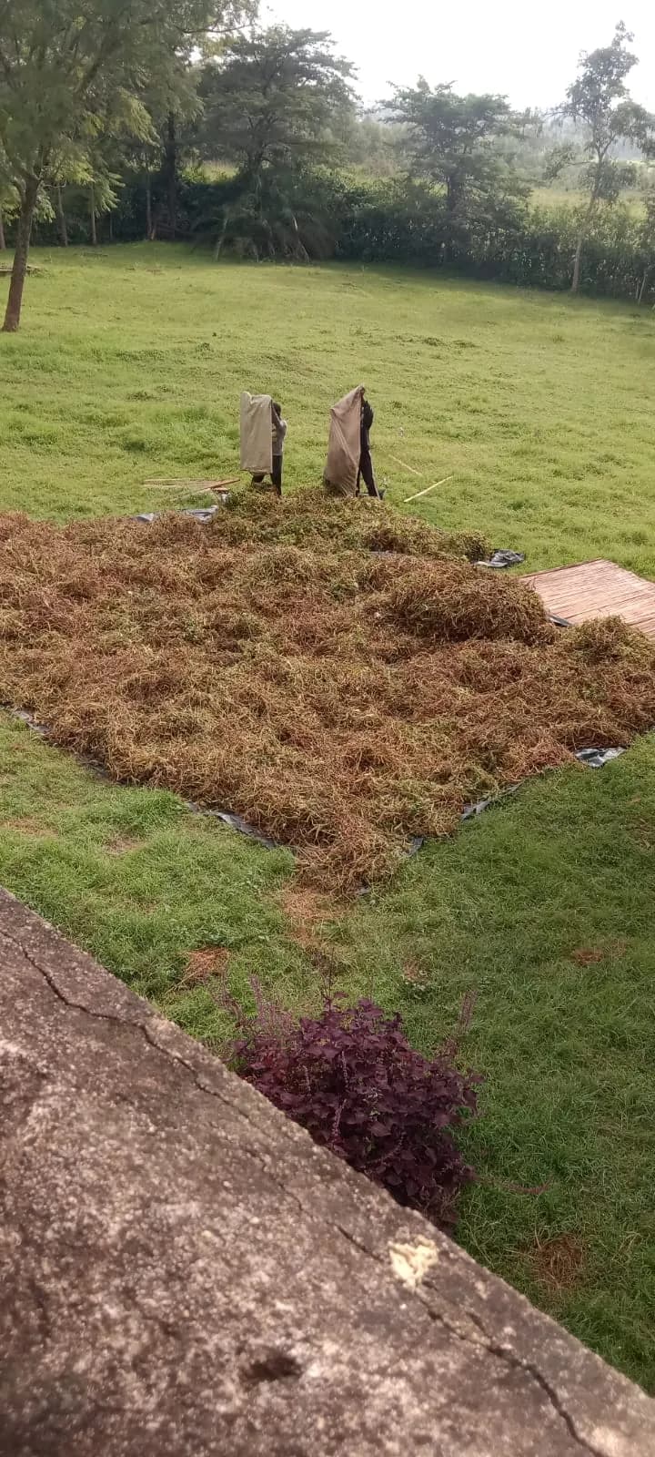 A mulched and prepared growing plot beside a homestead lawn