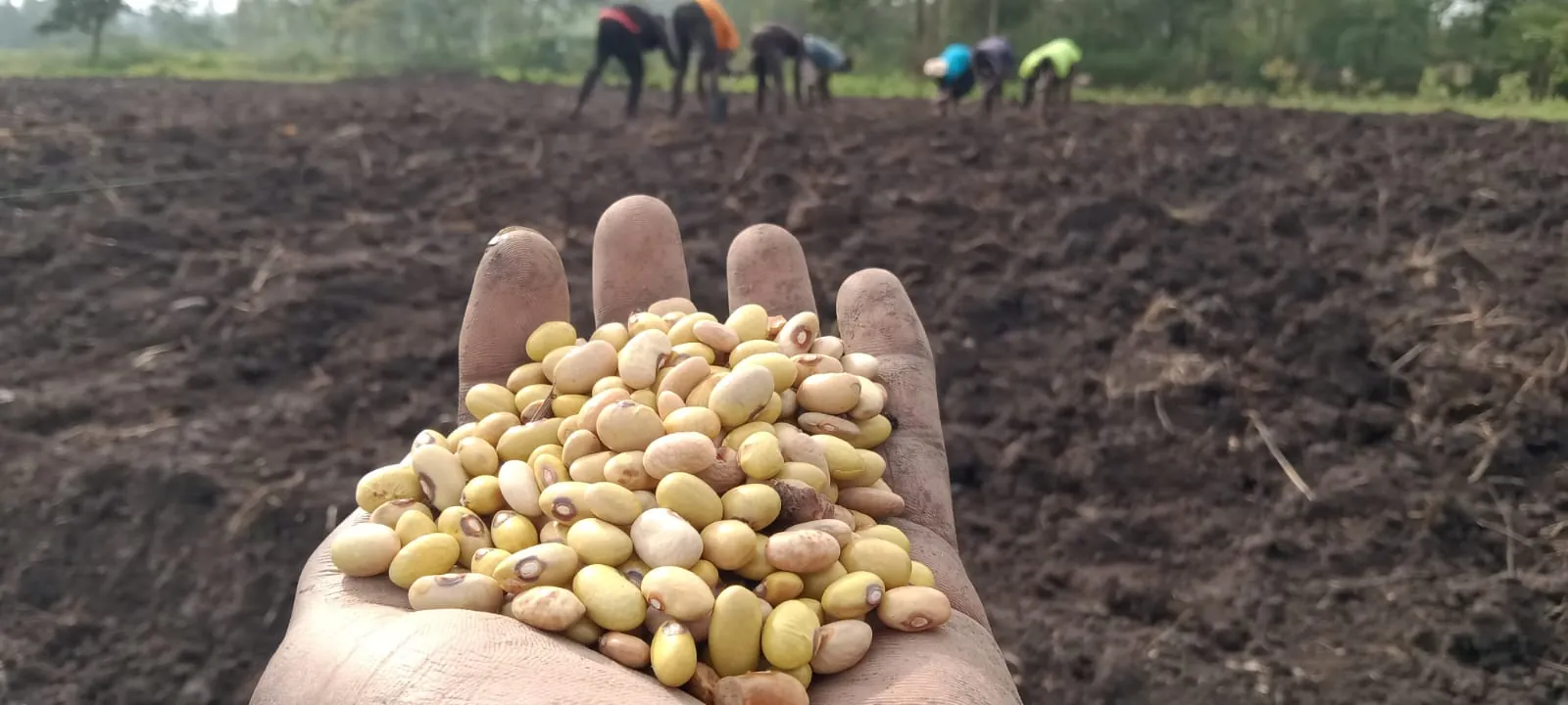 An open hand holding pale seed above a ploughed field with a planting team behind